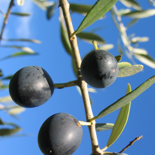 OLI D AQUI - bonne huile d'olive paca