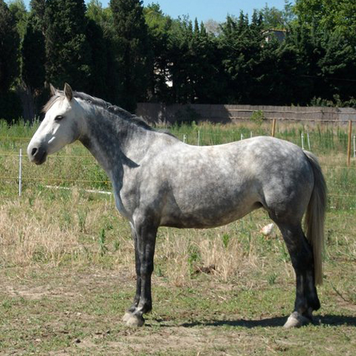 Poney Club des Tours - Chateaurenard - Rando Poney ST Remy de Provence